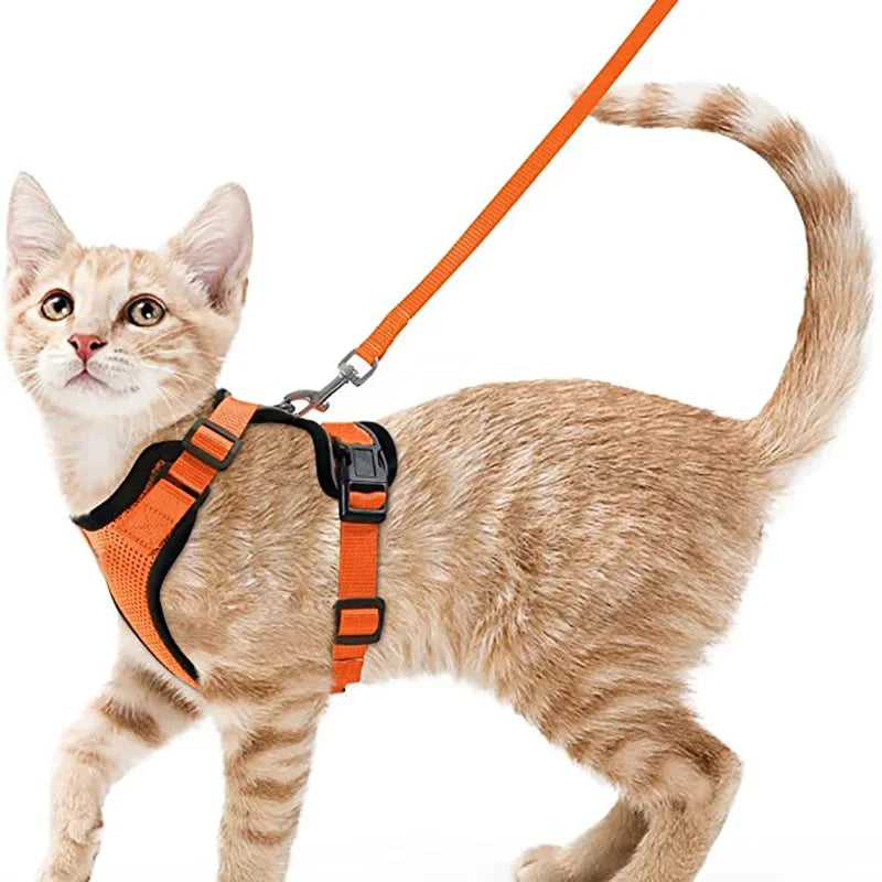 Cat Harness and Leash 3