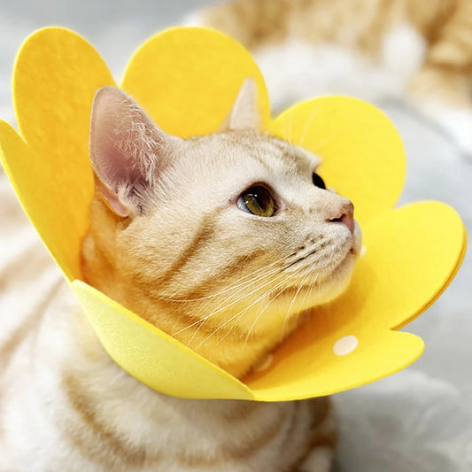 Cat Recovery Cone Collar