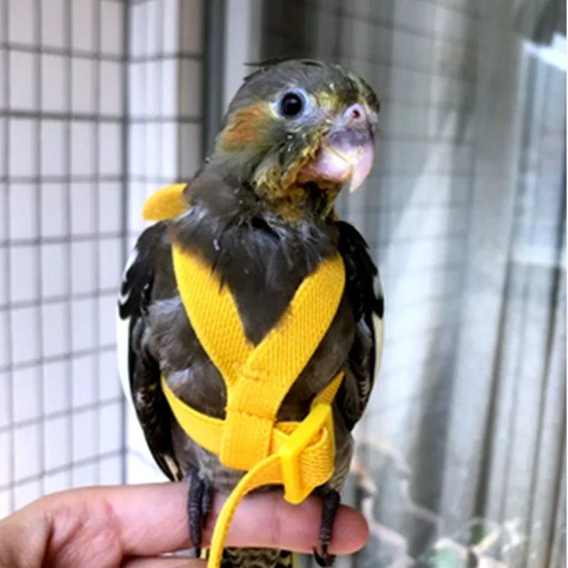 Parrot Harness Leash