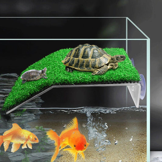 Turtle Moss Ramp