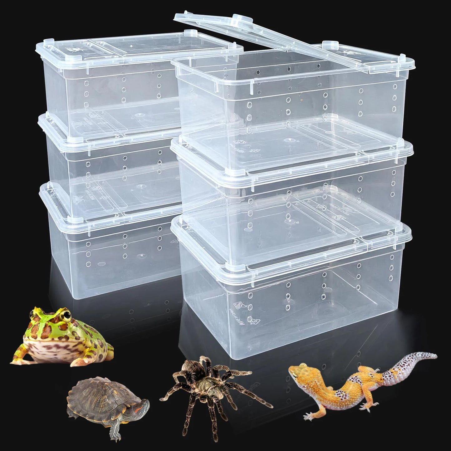 Reptile Transport Container