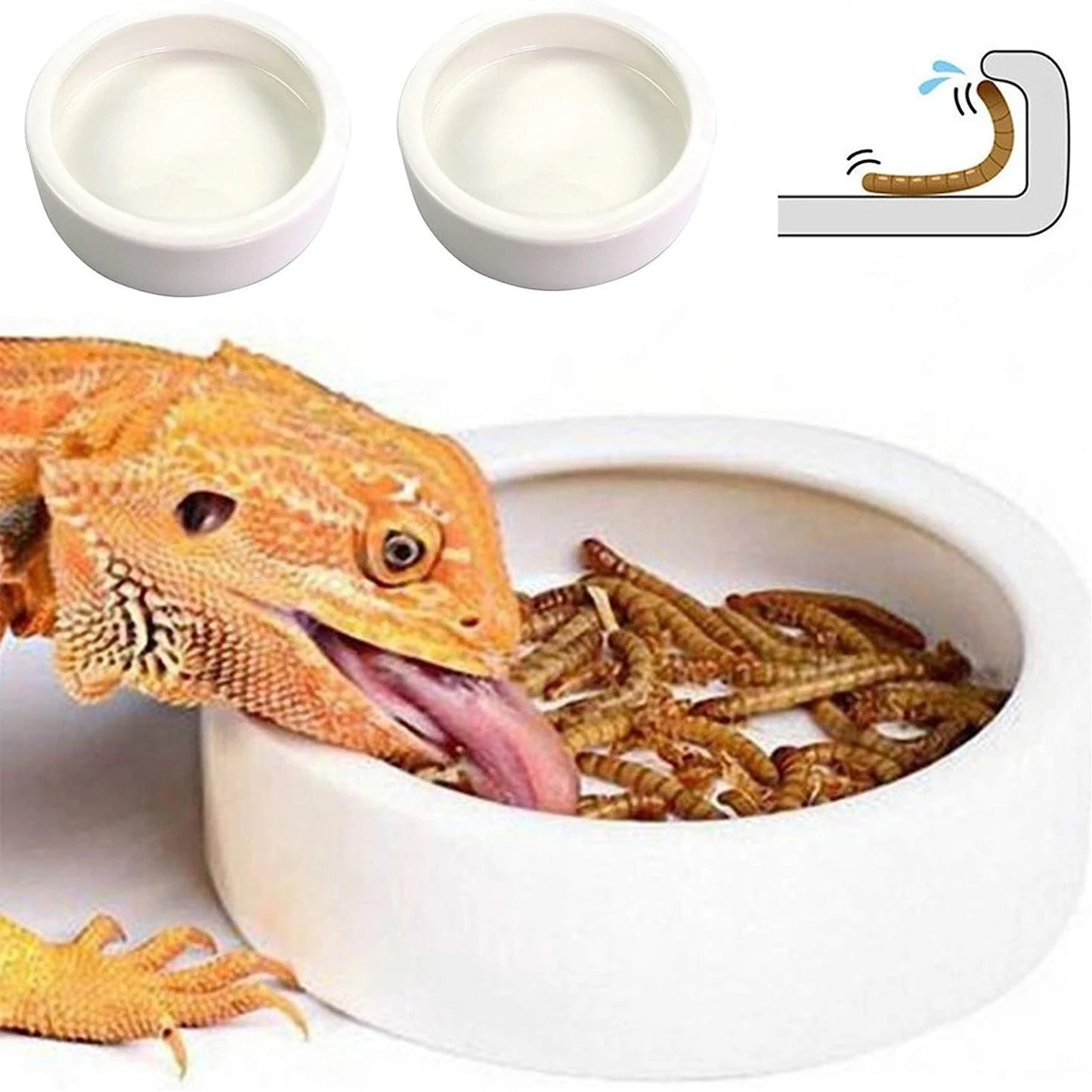 Reptile Ceramic Feeding Bowl