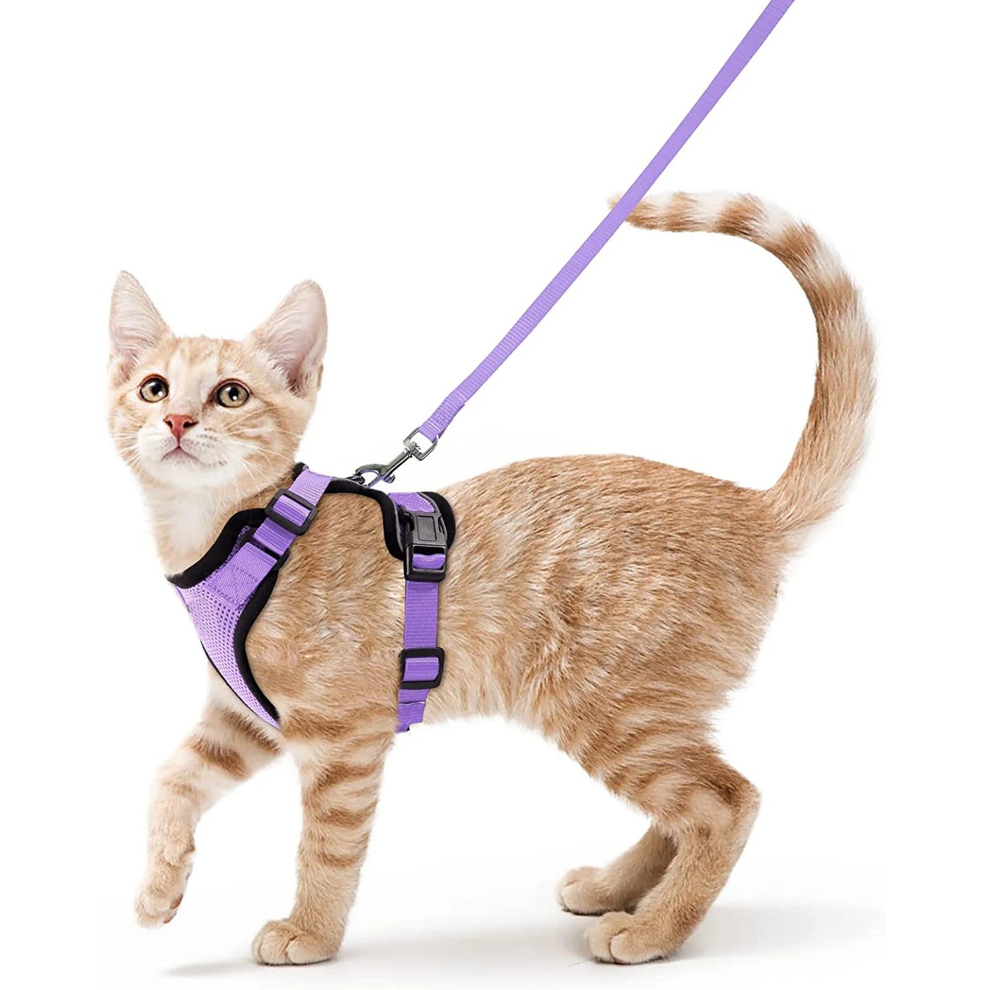 Cat Harness and Leash 3