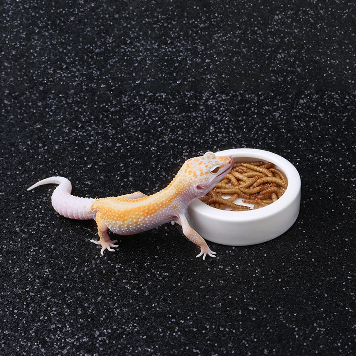 Reptile Ceramic Feeding Bowl