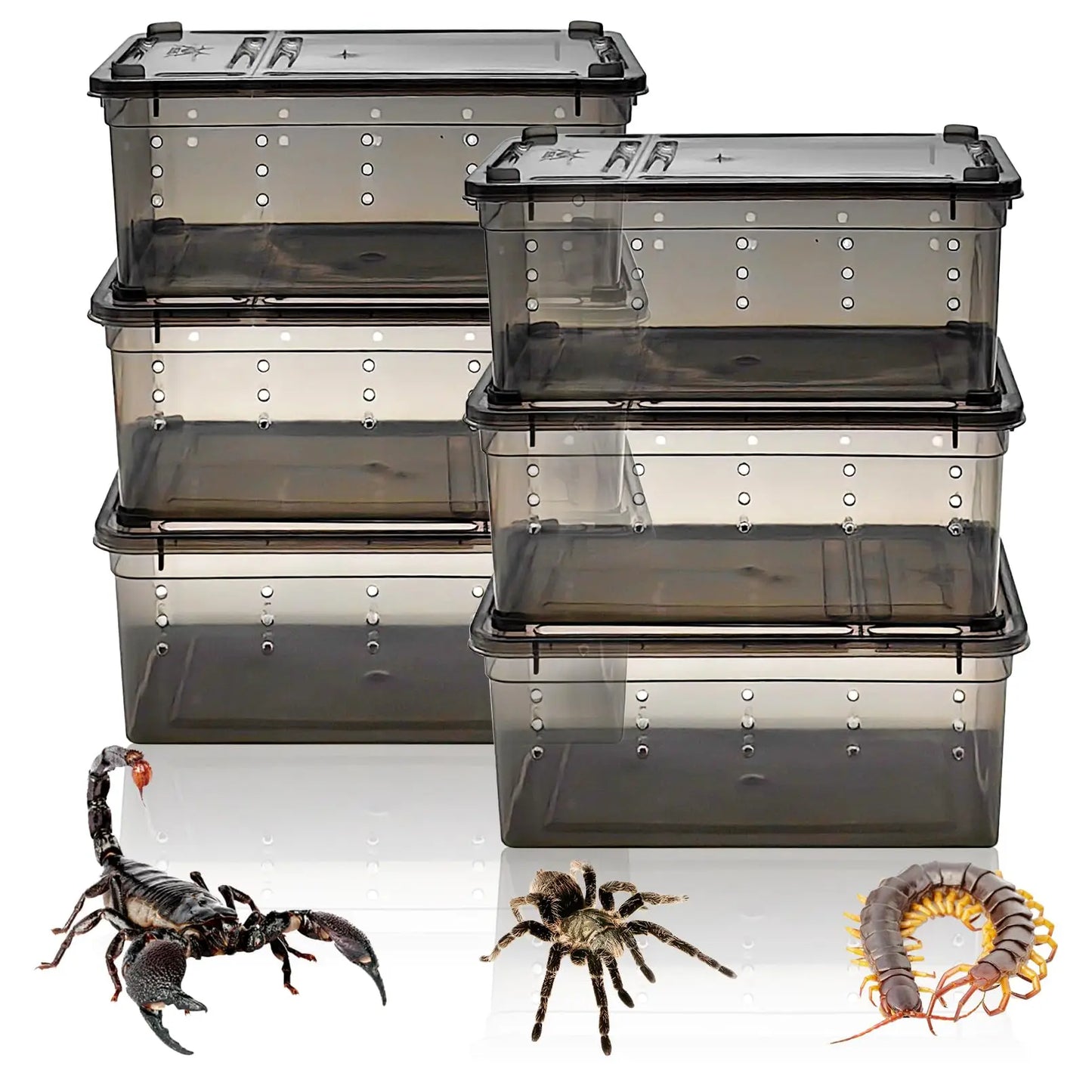 Reptile Transport Container