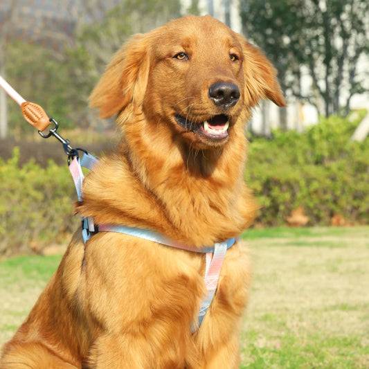 Colorful Harness & Leash Set