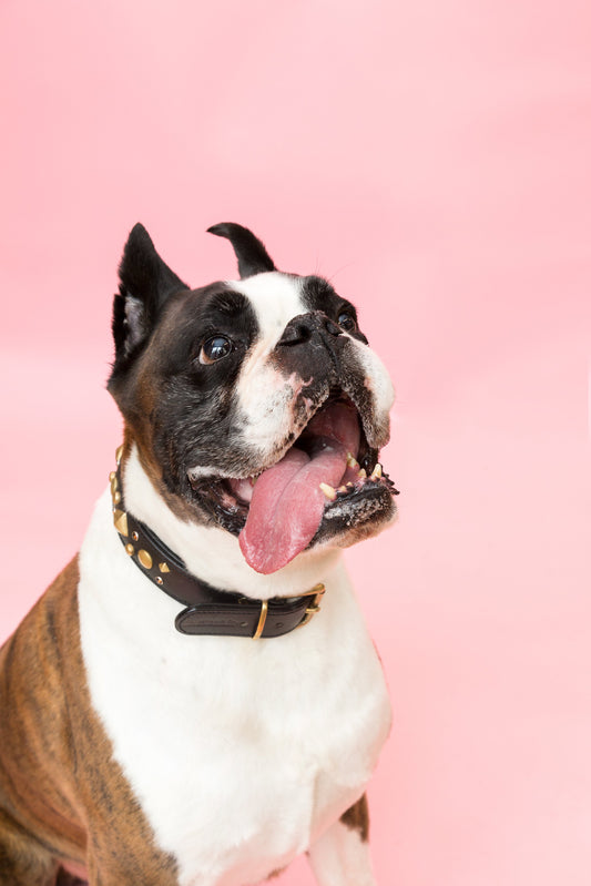 Best Dog Collar on the Market: How to Choose the Safest, Most Comfortable Option for Your Dog