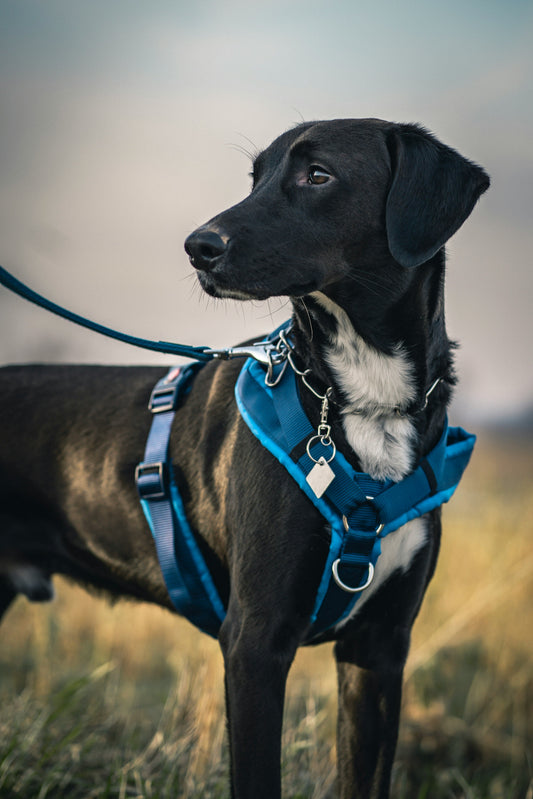 Safest Dog Collar for Pulling Dogs: How to Protect Your Dog While Gaining Better Control