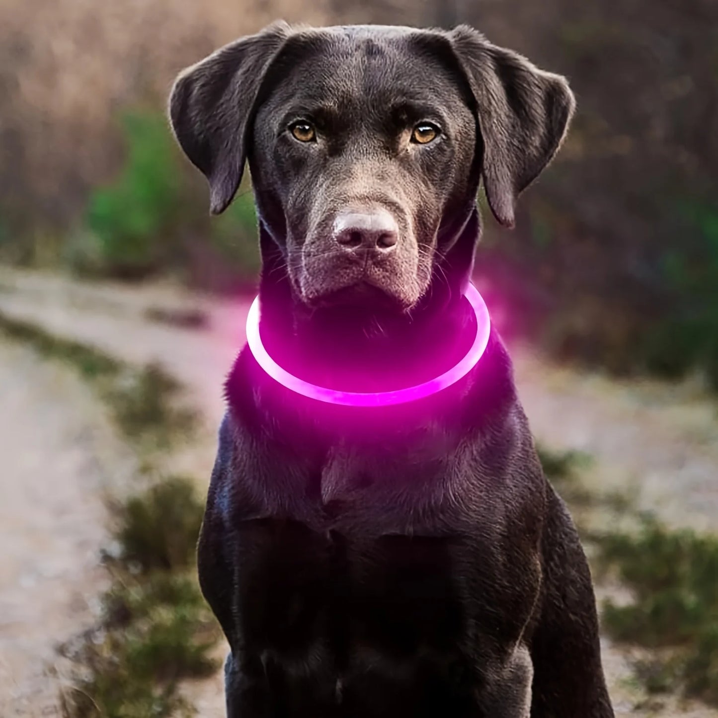 LED Collar