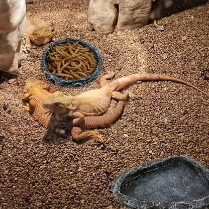 Reptile Feeding and Water Bowl 1