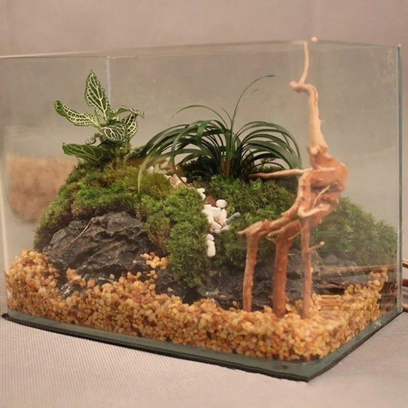 Driftwood Terrarium Décor