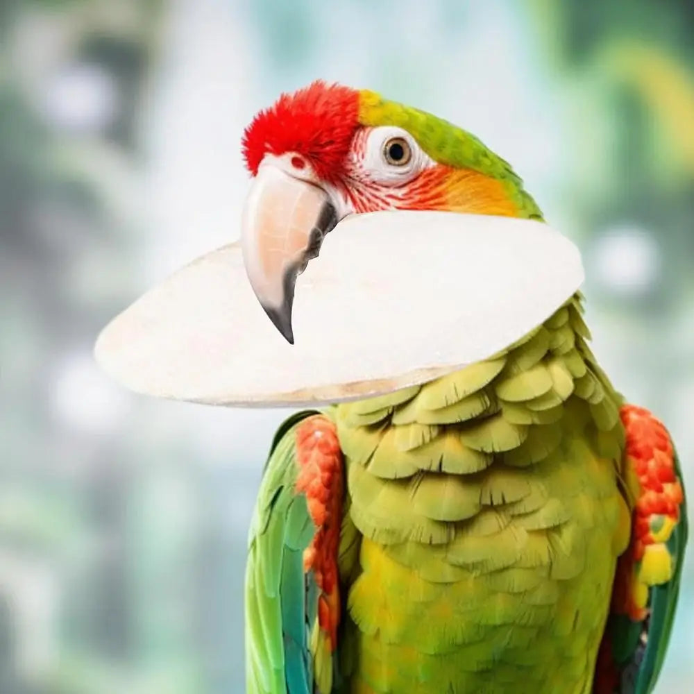 Bird Natural Cuttlebone Set (10pcs)