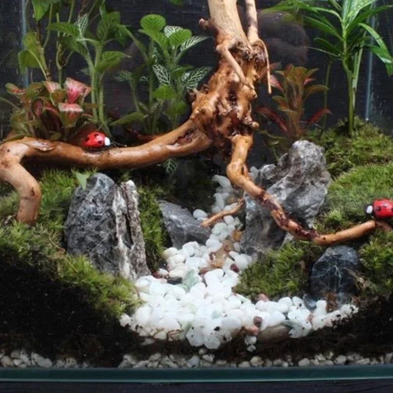 Driftwood Terrarium Décor