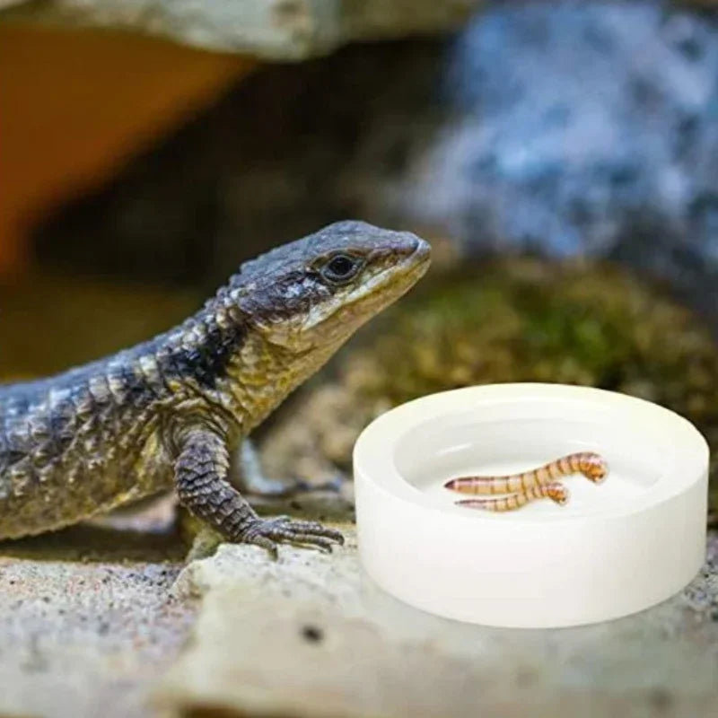Reptile Ceramic Feeding Bowl 3