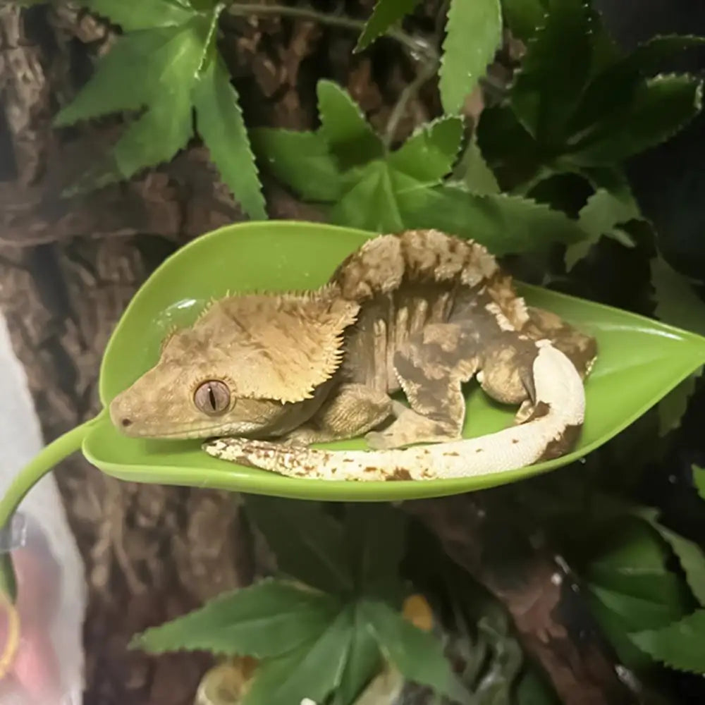 Frog Leaf Basking Platform