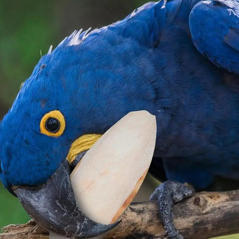 Bird Natural Cuttlebone Set (10pcs)