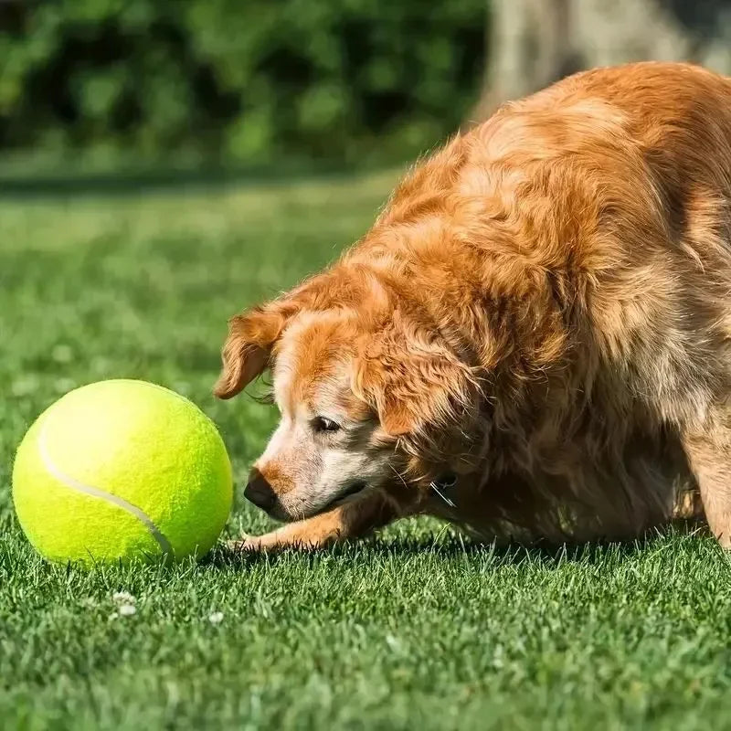 Giant Inflatable Tennis Ball for Dogs