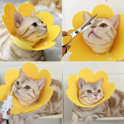 Cat Recovery Cone Collar