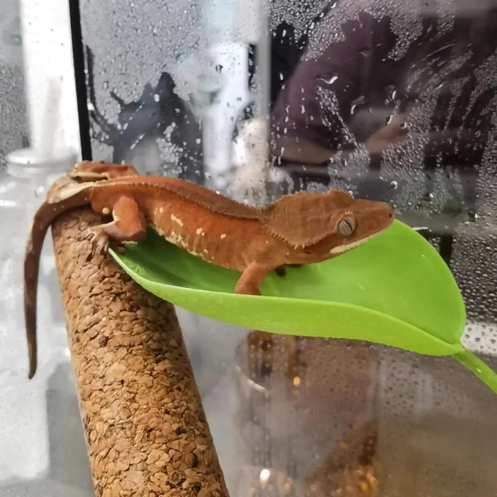 Frog Leaf Basking Platform
