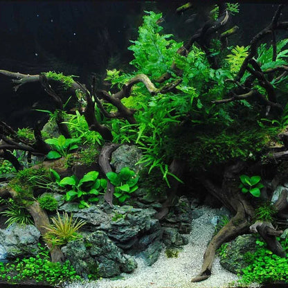 Natural Driftwood Aquarium Décor