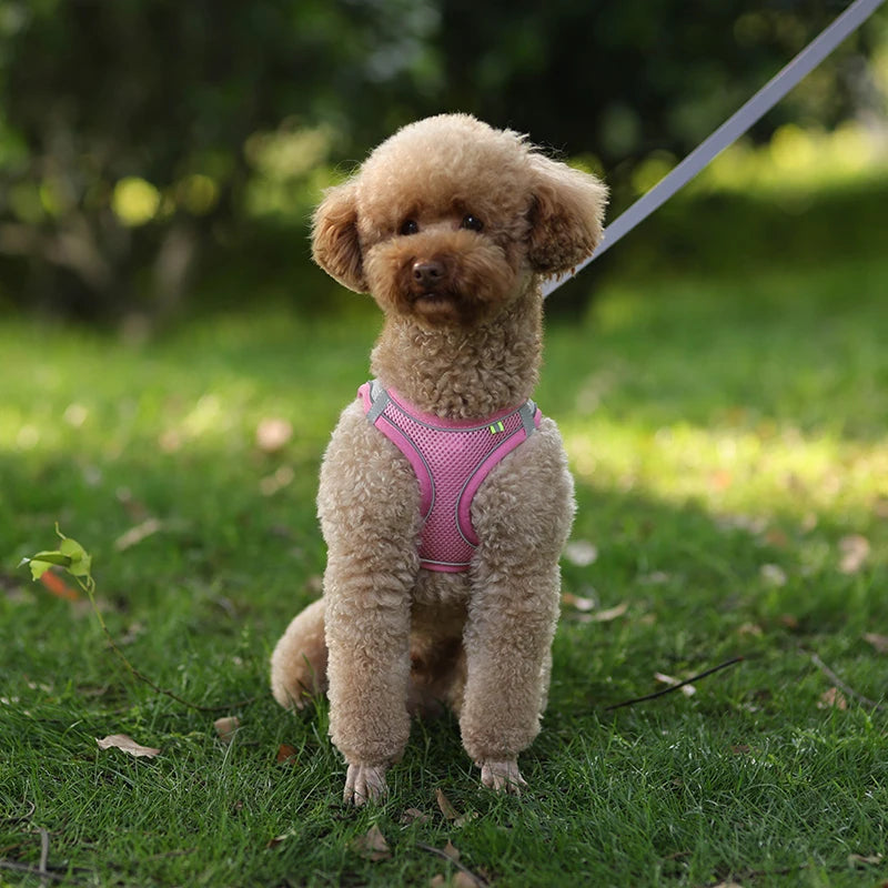 Adjustable Harness Set – Leash Included