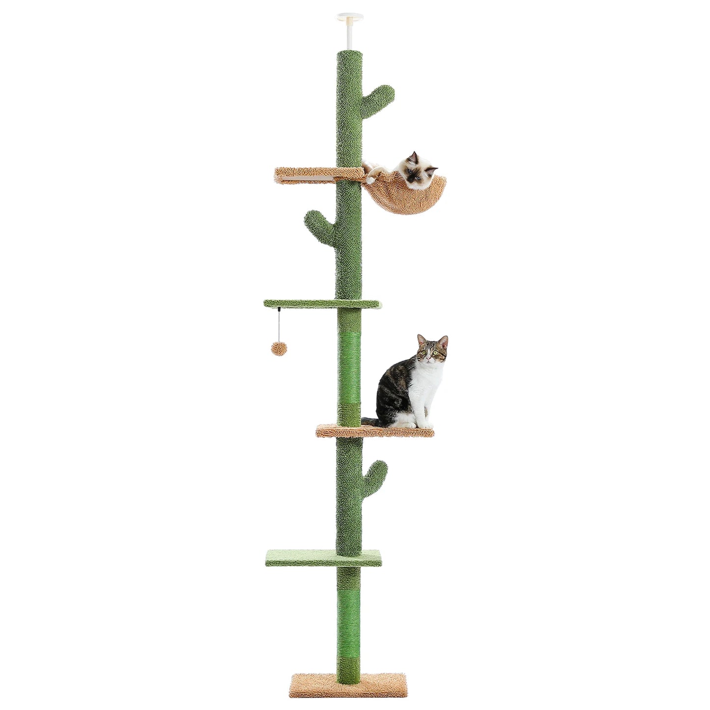 Cat Cactus Tree